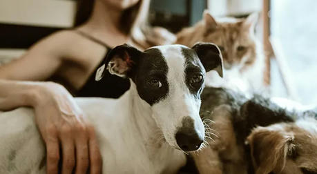 Ten Ways to Help You Pick the Best Pet Insurance
